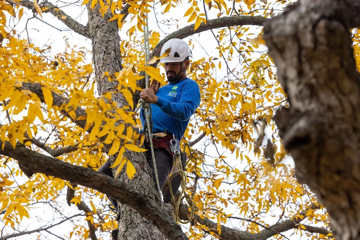 Skilled Tree Pruning crew working in Benedict